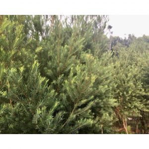 107602eef379136b3b0869ef9728fd71 8350