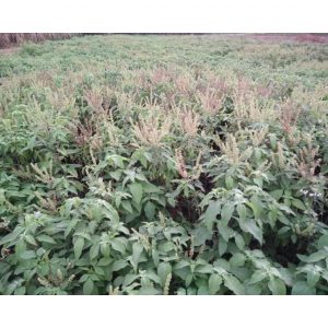 358abbb0c4d83d8664c9 5551 1