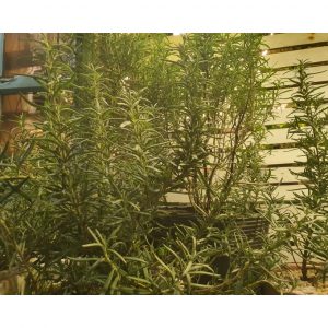 42cd41b1adc654980dd7 7324