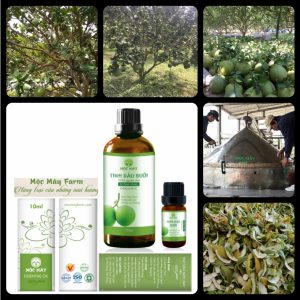 55e09234b5b250ec09a3 2455