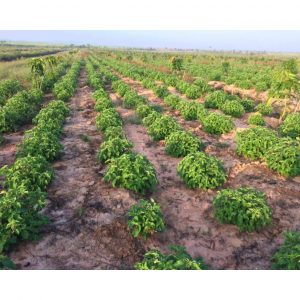 72a1313f7ba981f7d8b8 9680