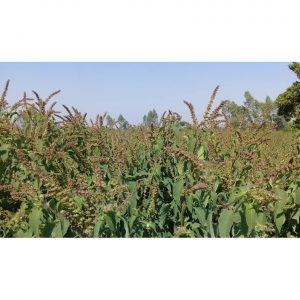 793824206877240384214262294386007857954816n 8757