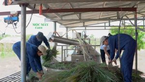 Quy trình làm tinh dầu sả chanh nguyên chất Quy trình làm tinh dầu sả chanh