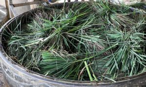 Nguyên liệu làm tinh dầu sả chanh nguyên chất Nguyên liệu làm tinh dầu sả chanh
