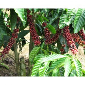 caphevoi1024x768 5182