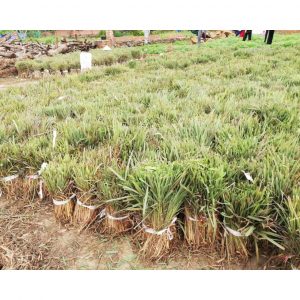 cb891590c7bf3ee167ae 131