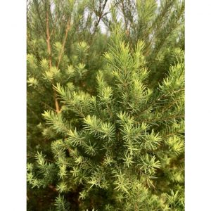 d9532553a6417aa374d98fc1a9f7143c 6805