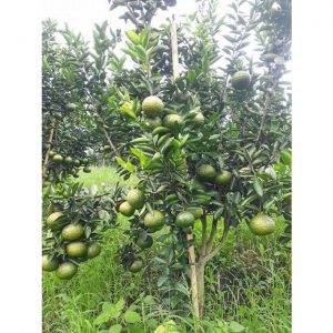 e8f047e20e74f42aad65 7738