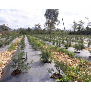 f946133dff4a06145f5b 3881