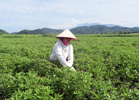 mt3 17 thu hoạch húng quế