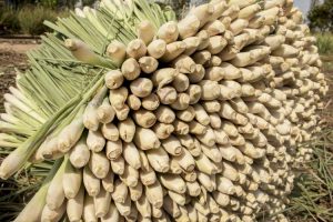 Cây sả Cây sả