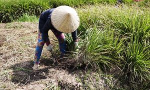 Thu hoạch sả Thu hoạch sả