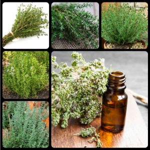 tinh dau co xa huong 3528