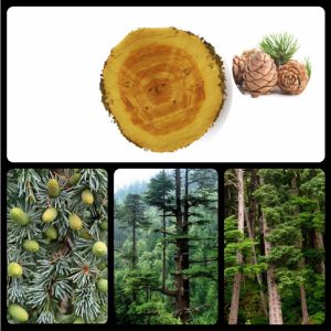 tinh dau go tuyet tung 9925