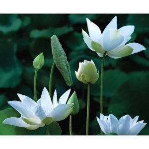 tinh dau hoa sen 5257