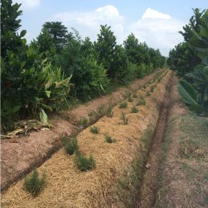 tinh dau huong thao 101