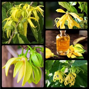 tinh dau ngoc lan tay 1048