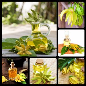 tinh dau ngoc lan tay 4149