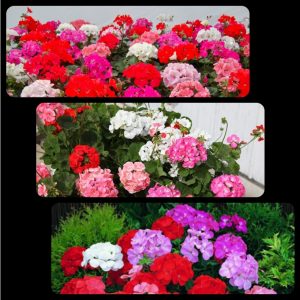 tinh dau phong lu 3317