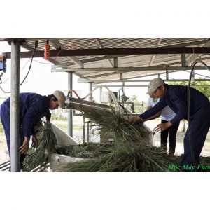 tinh dau thien nhien 2447
