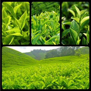 tinh dau tra xanh 2166