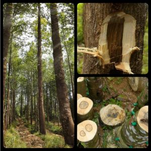 tinh dau tram huong 3867