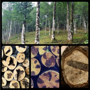 tinh dau tram huong 7375