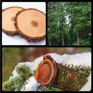 tinh dau tuyet tung 9226