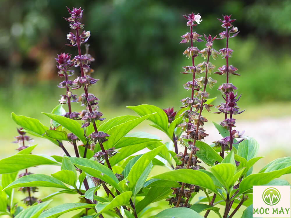 Mô tả thực vật húng quế thơm
