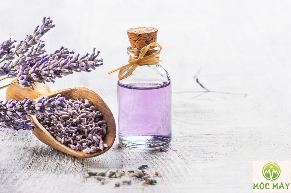 Tìm hiểu về tinh dầu oải hương