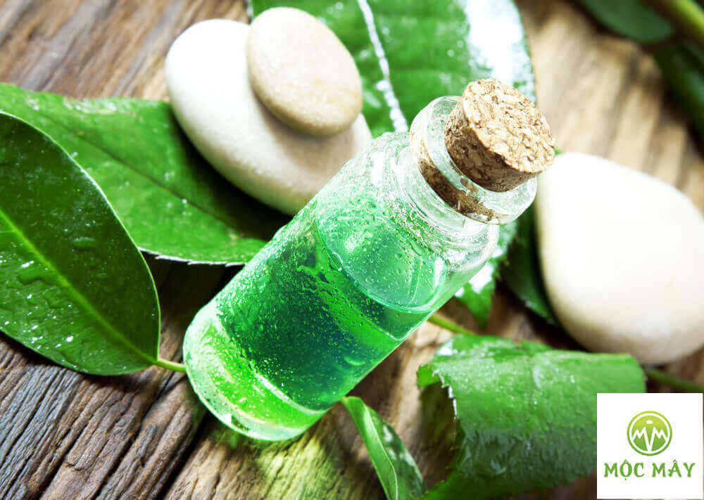 Tinh dau tra xanh la gi Tinh dau tra xanh la gi